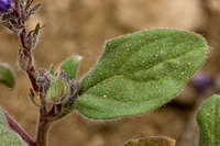 Phacelia humilis image