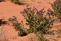 Phacelia integrifolia image