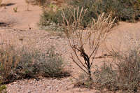 Phacelia integrifolia image