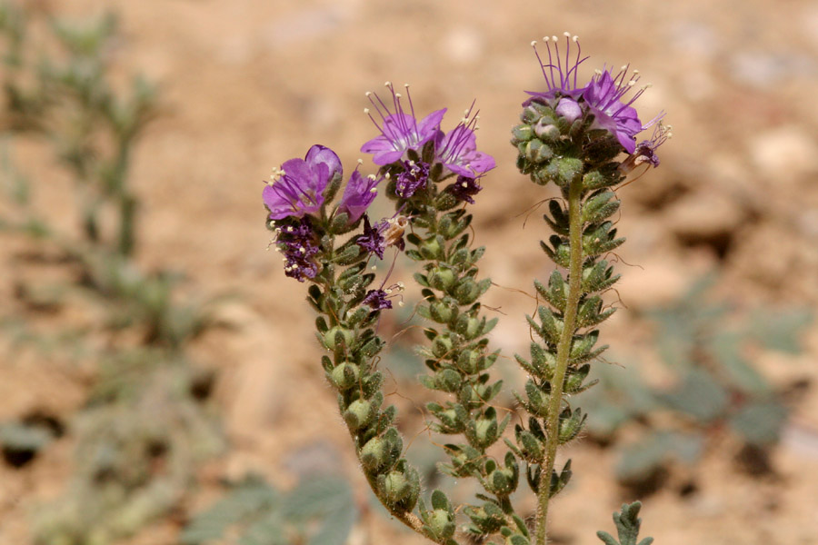 Phacelia popei image