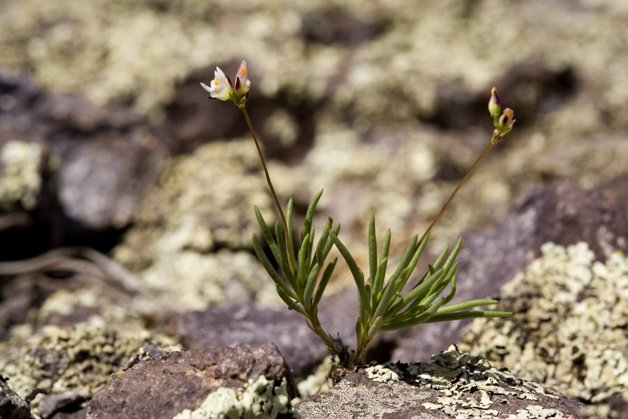 Phemeranthus parviflorus image