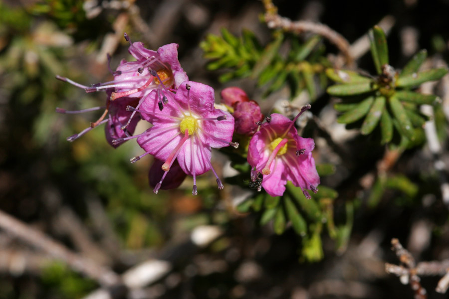 Phyllodoce breweri image