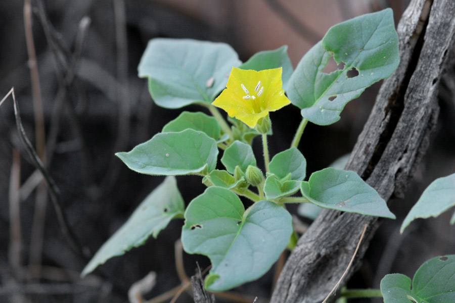 Physalis crassifolia var. infundibularis image