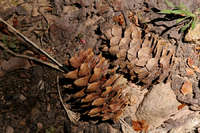 Picea engelmannii image