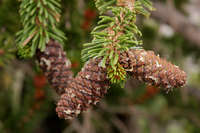 Pinus longaeva image