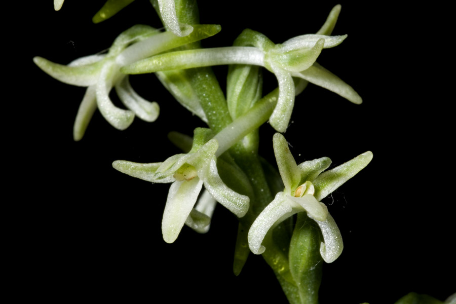 Piperia image
