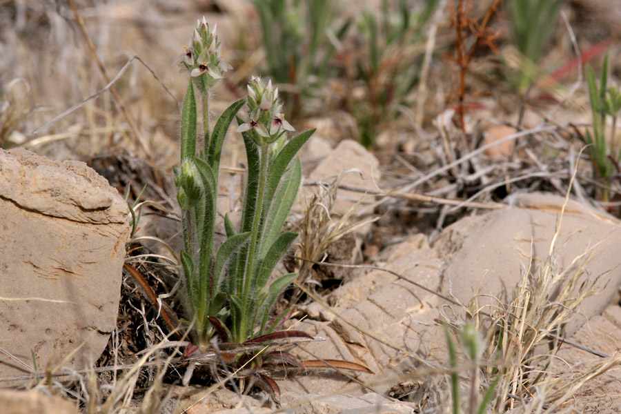 Plantago helleri image