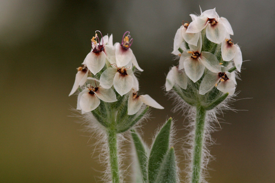 Plantago helleri image