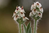 Plantago helleri image