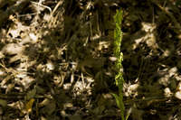 Platanthera brevifolia image