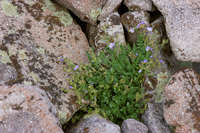 Image of Polemonium californicum