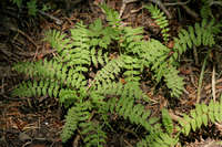 Polemonium pulcherrimum image