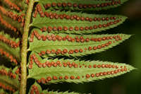 Polystichum munitum image