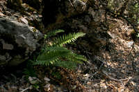 Polystichum munitum image