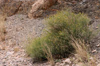 Image of Porophyllum scoparium