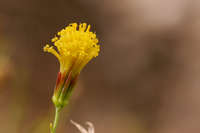 Porophyllum scoparium image