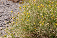 Porophyllum scoparium image