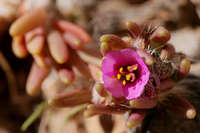 Image of Portulaca pilosa