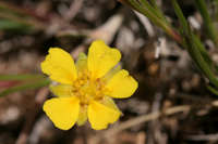 Potentilla concinna image