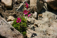 Image of Primula suffrutescens