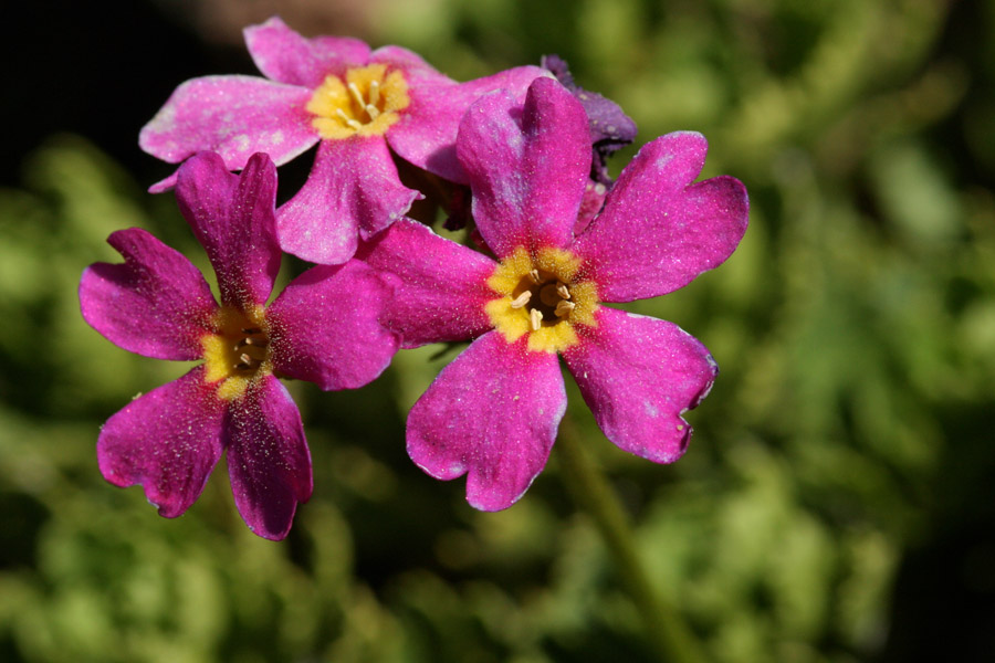 Primula suffrutescens image