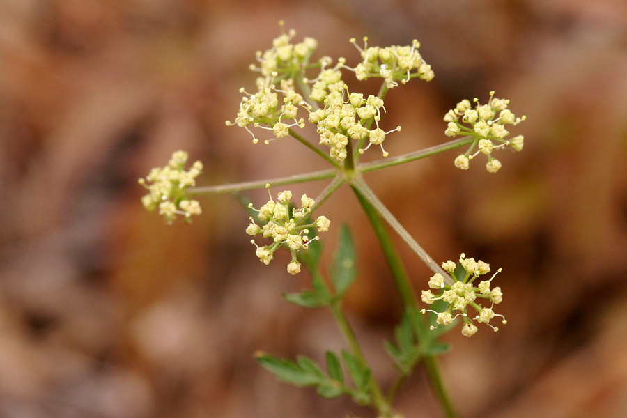 Pseudocymopterus longiradiatus image