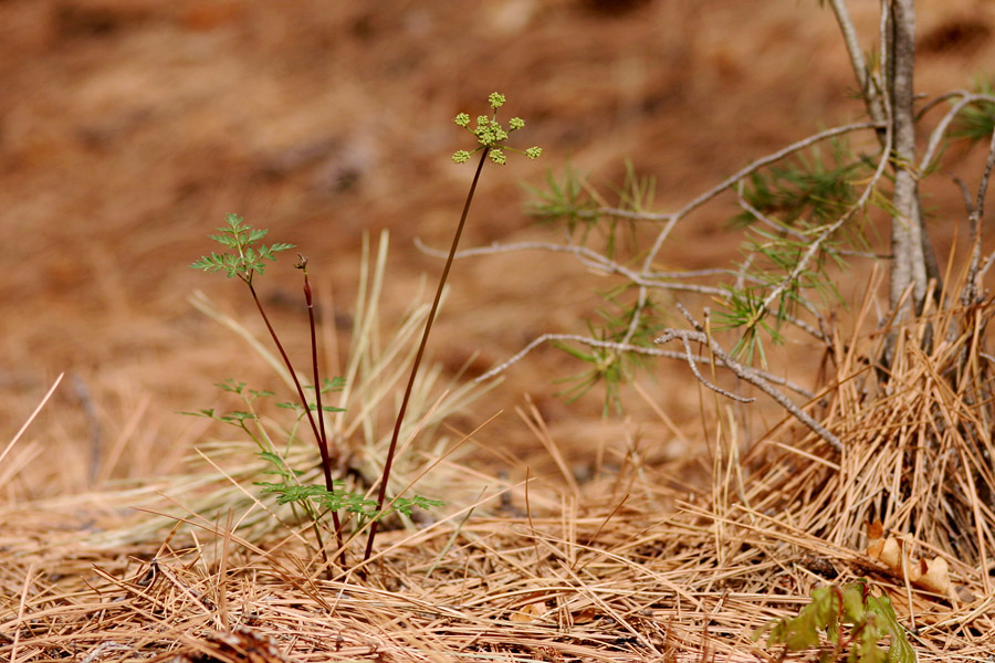 Pseudocymopterus longiradiatus image