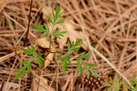 Pseudocymopterus longiradiatus image