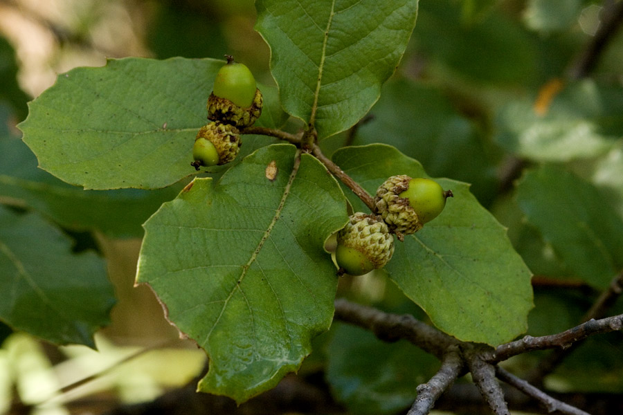 Quercus basaseachicensis image