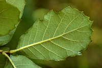 Quercus basaseachicensis image