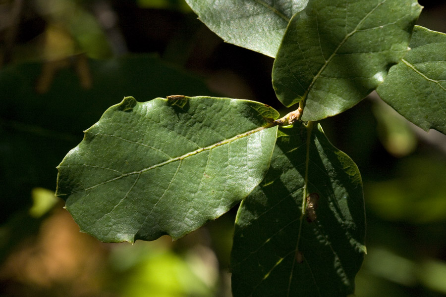 Quercus basaseachicensis image