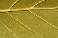 Quercus jonesii image