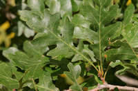 Quercus gambelii image