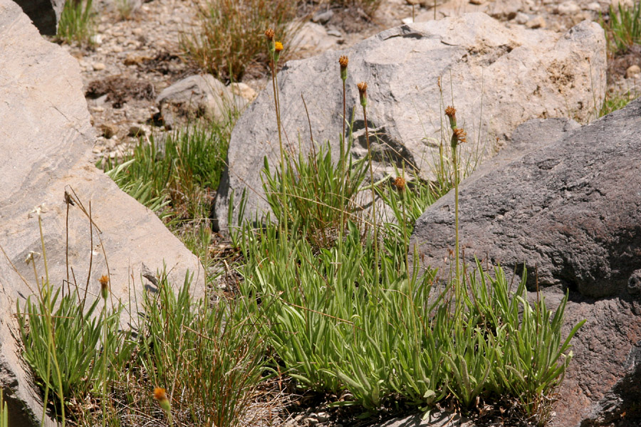Raillardella scaposa image