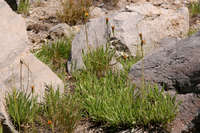 Image of Raillardella scaposa