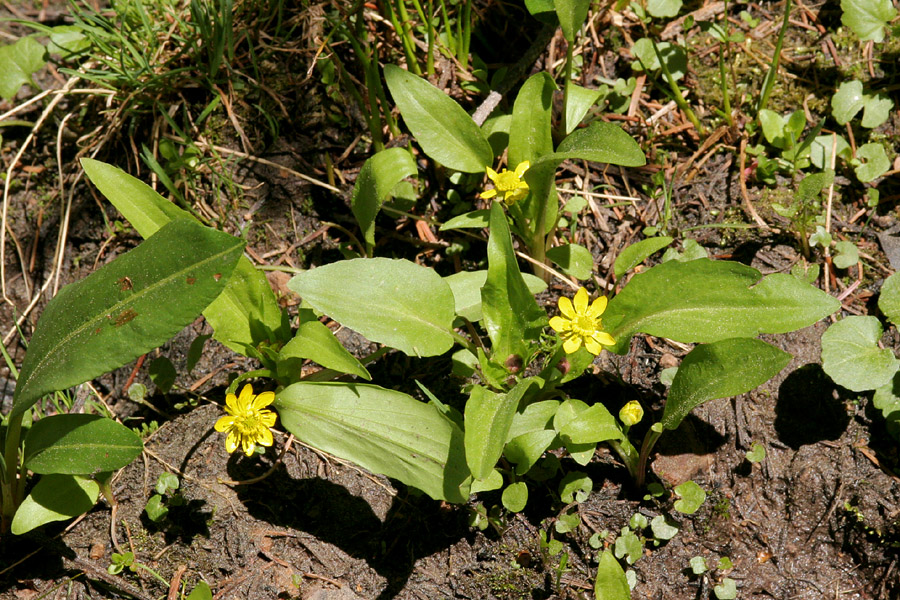 Ranunculus alismifolius image