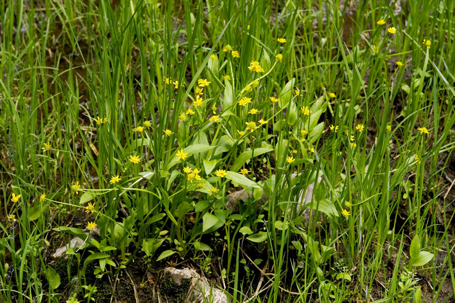 Ranunculus alismifolius image