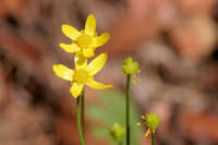Image of Ranunculus arizonicus