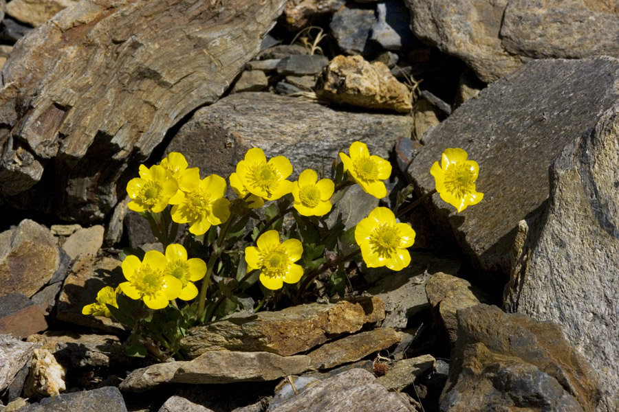 Ranunculus eschscholtzii image