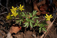 Image of Ranunculus ranunculinus