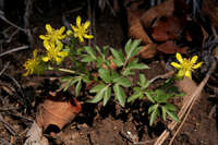 Ranunculus ranunculinus image