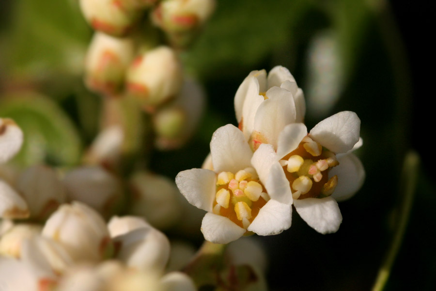 Rhus virens var. choriophylla image