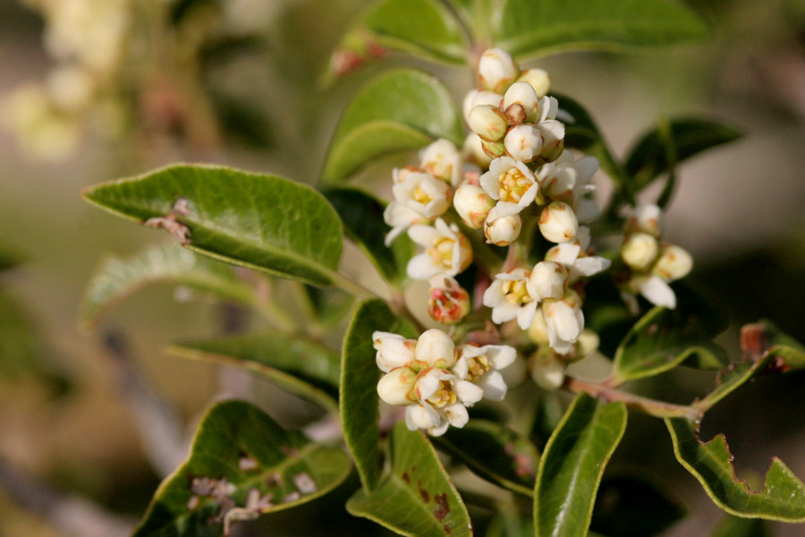 Rhus virens var. choriophylla image