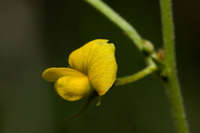 Rhynchosia senna image