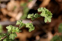 Ribes leptanthum image