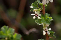 Image of Ribes leptanthum