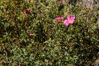 Rosa stellata image