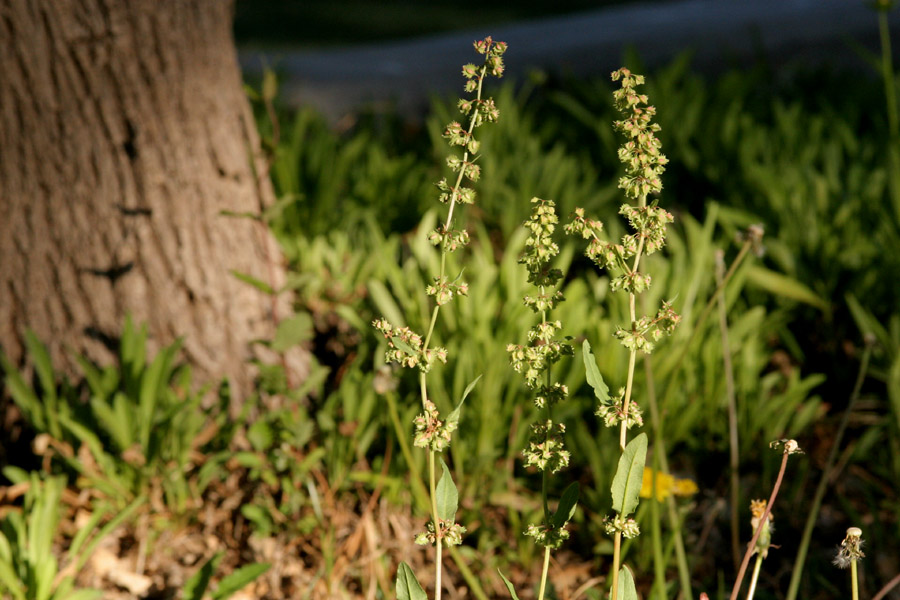 Rumex pulcher image