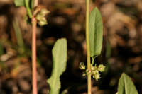 Rumex pulcher image