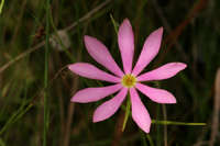 Sabatia gentianoides image